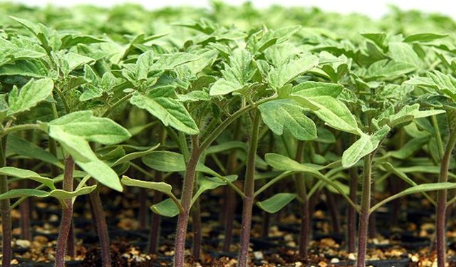 Van’da çiftçilere domates fidesi desteği!