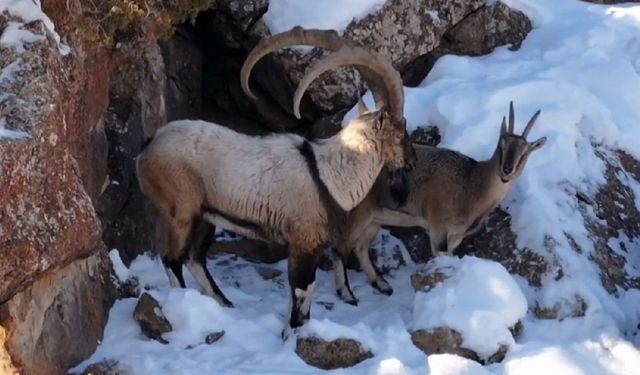 Van’da yaban keçileri sürü halinde görüntülendi