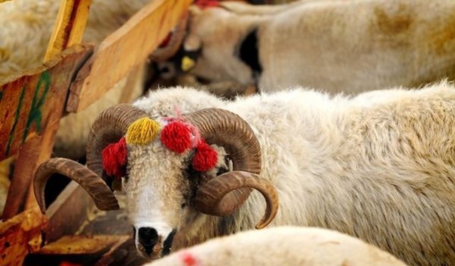 2026 yılı kurban kurban kesim bedelleri belli oldu: Son gün 27 Mayıs