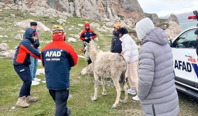Van AFAD'tan eşek kurtarma operasyonu