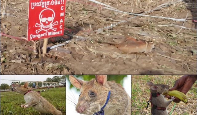 Koku alma yeteneği güçlü fareler patlayıcı tespitinde kullanılıyor