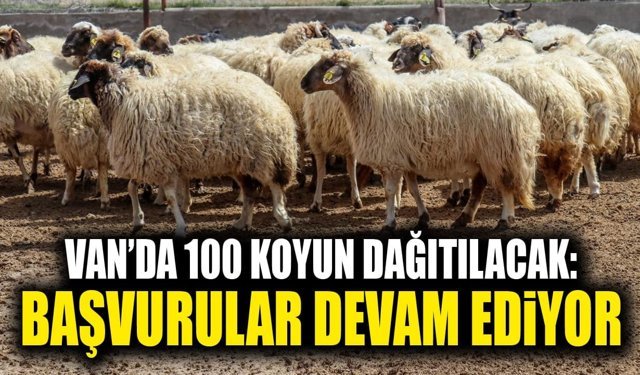 Van’da 100 koyun dağıtılacak: Başvurular devam ediyor