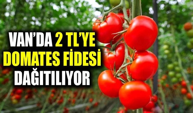 Van’da 2 TL’ye domates fidesi dağıtılıyor