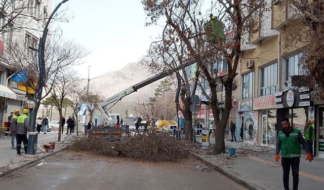Van’da ağaç budama çalışmaları devam ediyor