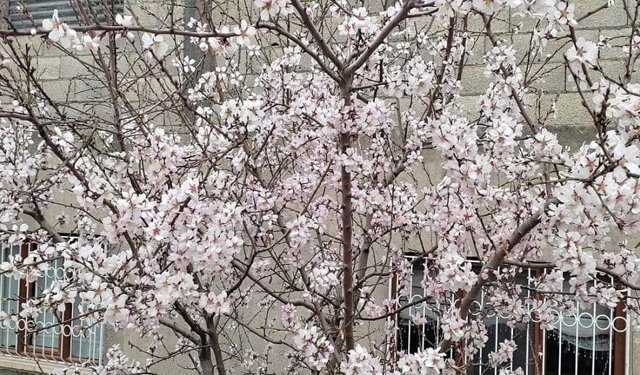 Van’da meyve ağaçları çiçek açtı