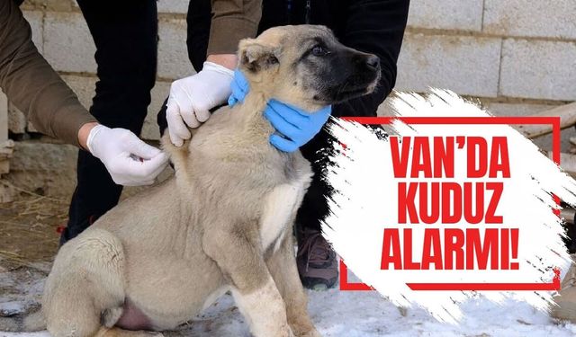 Van’ın bu mahallesinde kuduz alarmı!