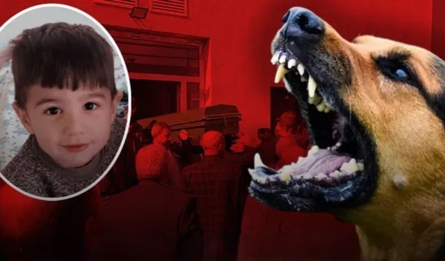 Milletvekili Dinç, Van'daki köpek saldırısına tepki gösterdi