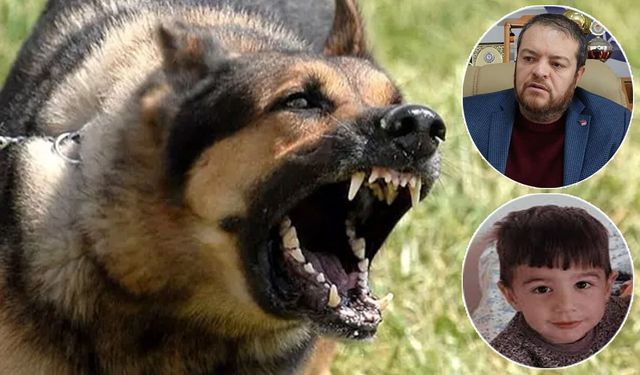 Başkan Uca’dan Van’daki başıboş köpek sorununa tepki
