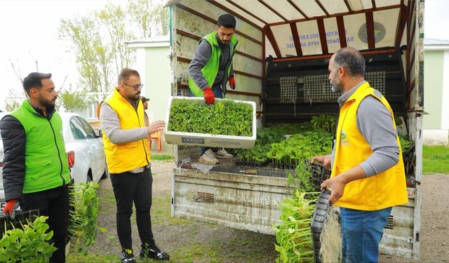 Erçek’te 80 bin sebze fidesi dağıtıldı