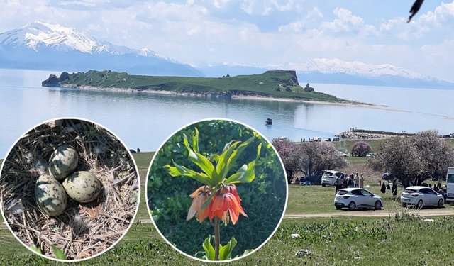 Van Gölü’nün incisi Çarpanak Adası’nda ekolojik ve kültürel yıkım alarmı