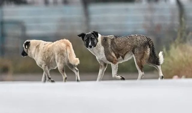 Van’da başıboş köpek sorununa yeni adım: Tek tuşla ihbar dönemi