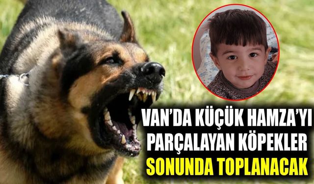 Van’da küçük Hamza’yı parçalayan köpekler sonunda toplanacak
