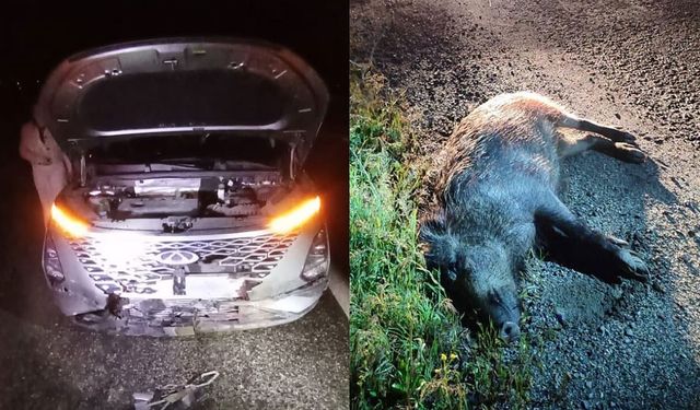 Van’da otomobil domuza çarptı!