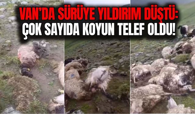 Van’da sürüye yıldırım düştü: Çok sayıda koyun telef oldu!