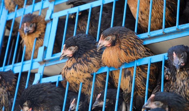 Van’da üreticilere 23 bin adet tavuk dağıtıldı
