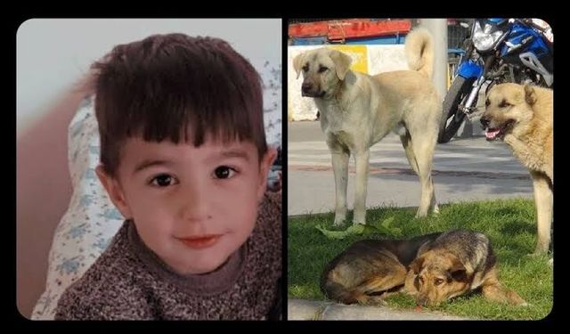 Van Saray Belediye Başkanı Acar'a köpek saldırısı soruşturması