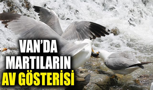 Martıların Van Balığı mesaisi Balık Bendinde görsel şölene dönüştü