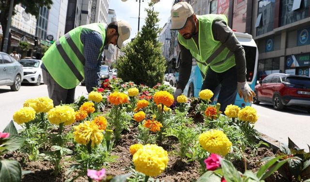 Van’da 17 bin adet mevsimlik çiçek dikildi