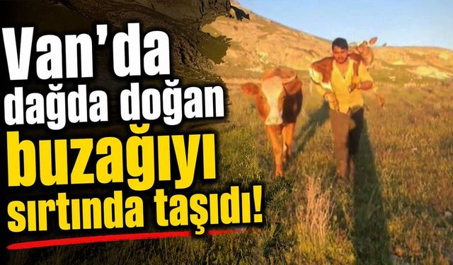 Van’da dağda doğan buzağıyı sırtında taşıdı!