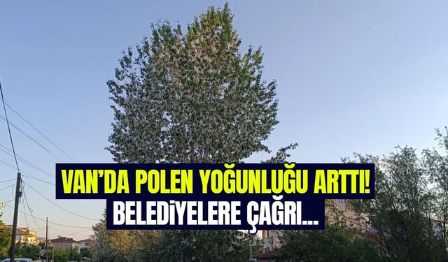 Van’da polen yoğunluğu arttı!