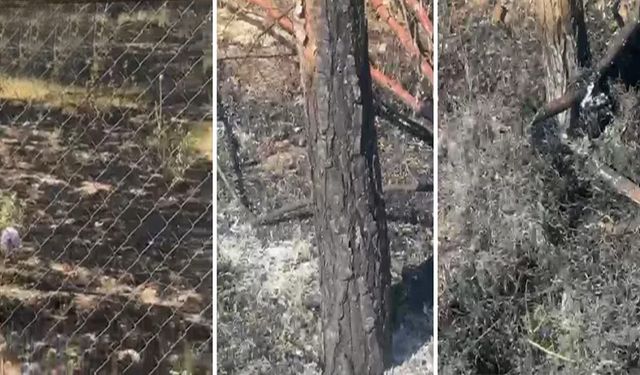 Van Et Süt Kurumu bahçesinde yangın: Çok sayıda ağaç zarar gördü