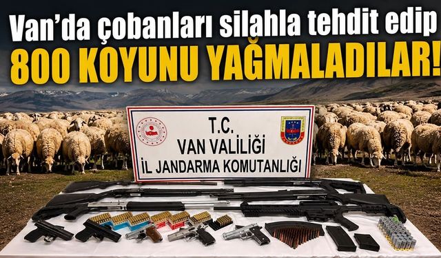 Van’da çobanları silahla tehdit edip 800 koyunu yağmaladılar!