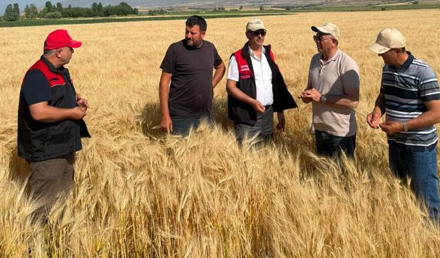 Van'da sertifikalı tohum ekili alanlarda yerinde denetim