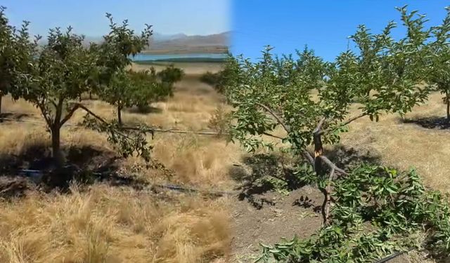 Van'da yaban domuzları meyve bahçelerini vurdu
