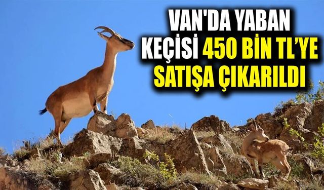 Van'da yaban keçisi 450 bin TL’ye satışa çıkarıldı