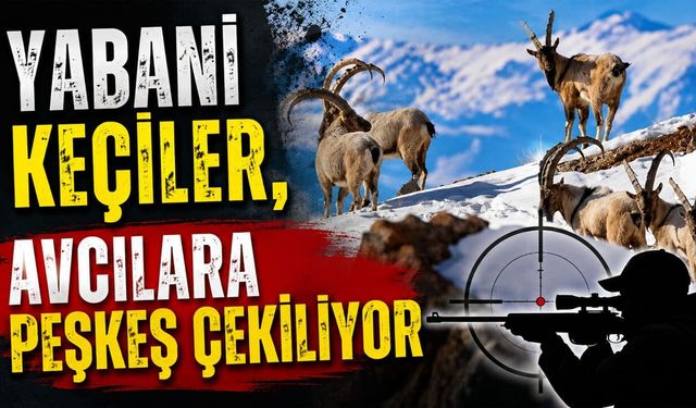 Yabani keçiler, avcılara peşkeş çekiliyor
