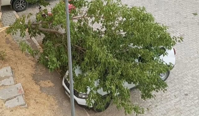 Van’da şiddetli rüzgar hayatı olumsuz etkiledi: Ağaçlar devrildi, çatılar uçtu