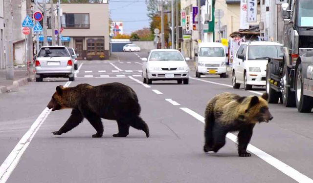 Japonya’da ayı alarmı :14 binden fazla ayı öldürüldü