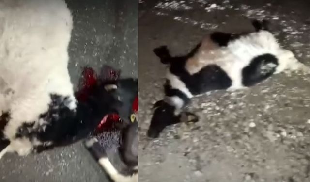Van-Hakkari kara yolunda feci kaza: Koyun sürüsü telef oldu