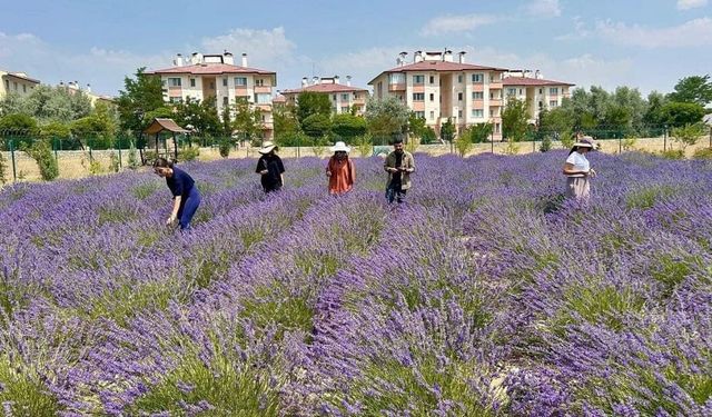 Van YYÜ’de tıbbi ve aromatik bitkilerin hasadı başlıyor