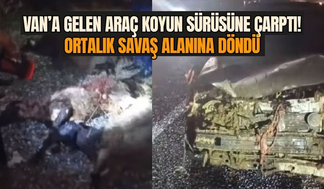 Van’a gelen araç koyun sürüsüne çarptı! Ortalık savaş alanına döndü