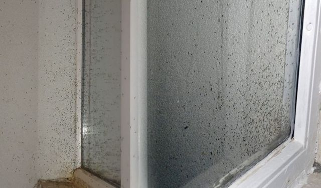 Van’da sivrisinek sorunu vatandaşı canından bezdirdi