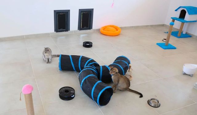 Van’da yeni kedi evi hizmete açıldı