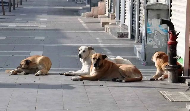 81 ilde sahipsiz hayvanlar için kapsamlı denetim başlıyor