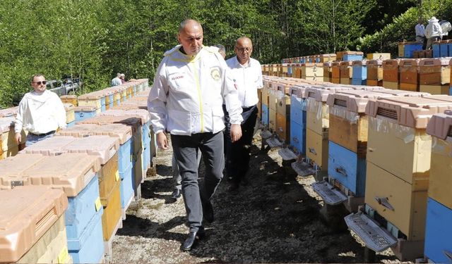 Arıcılara destek müjdesi: Kovan başına ödeme 475 TL’ye yükseldi