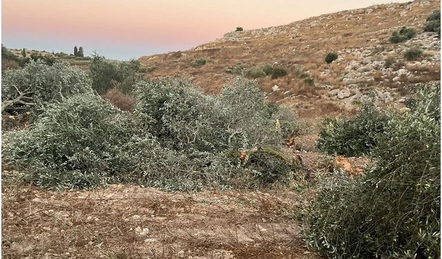 Batı Şeria’da Zeytin Ağaçlarına Saldırı: Onlarca Ağaç Söküldü