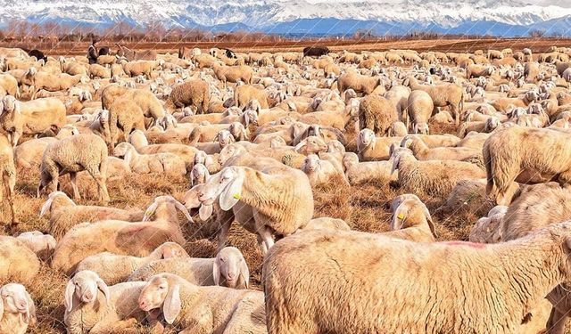 Çiftçilere 1,36 milyar liralık destek ödemesi