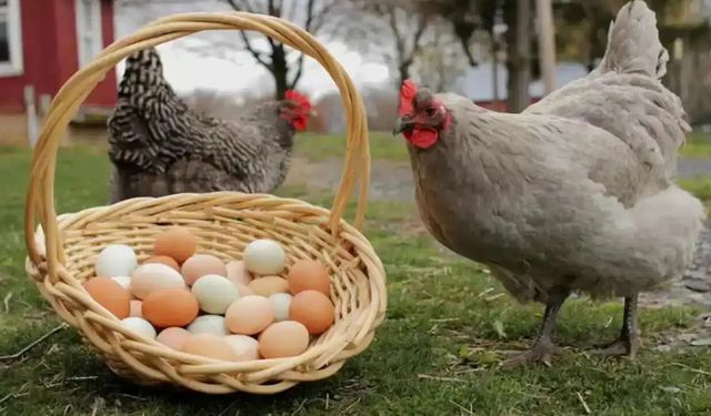 Tavuk eti ve yumurta üretimi temmuzda arttı