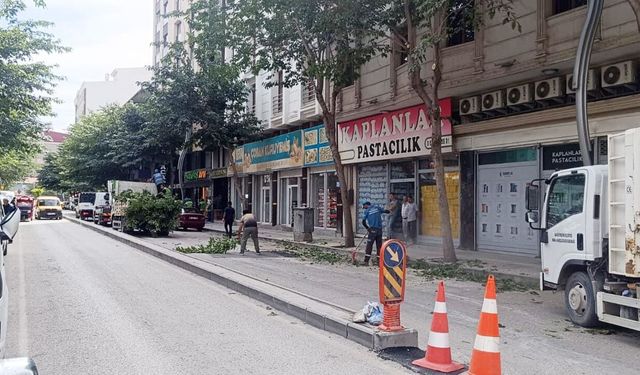 Van Zübeyde Hanım Caddesi’nde ağaçlar budanıyor