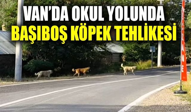Van’da okul yolunda başıboş köpek tehlikesi