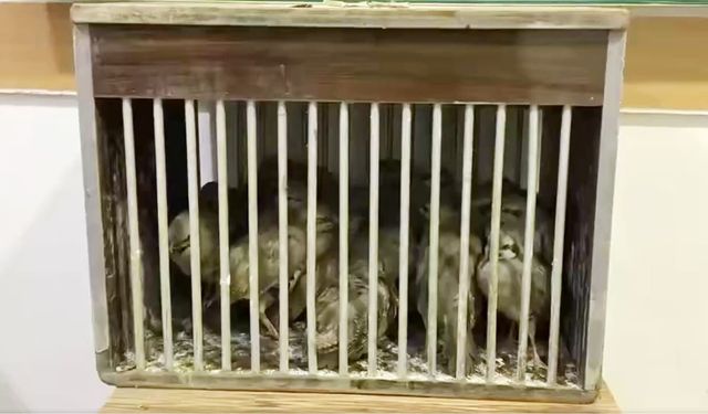 Van’da yasa dışı kafes avcılığına müdahale: 21 kınalı keklik ele geçirildi