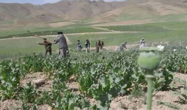 Afganistan'da 3 bin dönümden fazla haşhaş ekili alan yok edildi