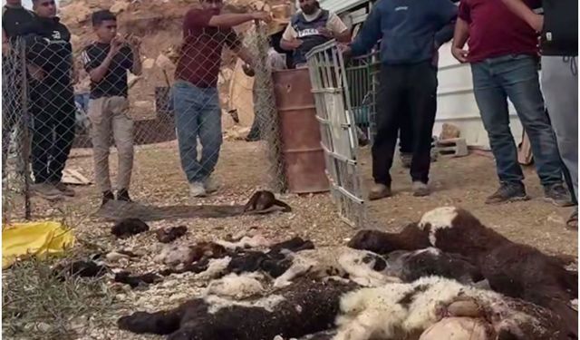 İşgal rejimi Filistinlilerin hayvanlarına saldırıyor! 30 koyun telef oldu.