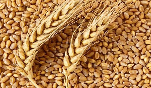 Karadeniz'de tahıl krizi derinleşiyor: Buğday ihracatı 16 yılın dibinde!