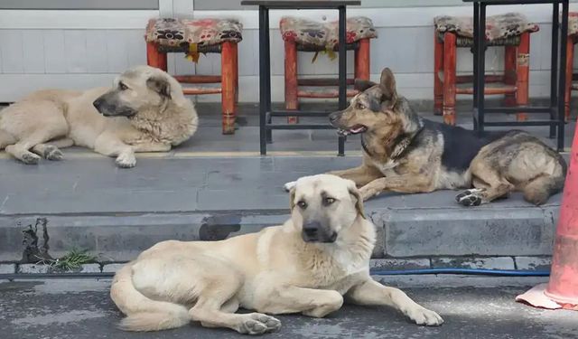 Sokak hayvanları derneklerinin mali işlemlerinde usulsüzlük tespiti