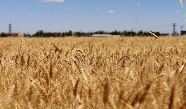 TİGEM, 4 bin 427 ton buğdayı satışa sunuyor